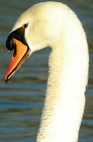 Cygne tuberculé