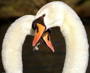 Cygne tuberculé
