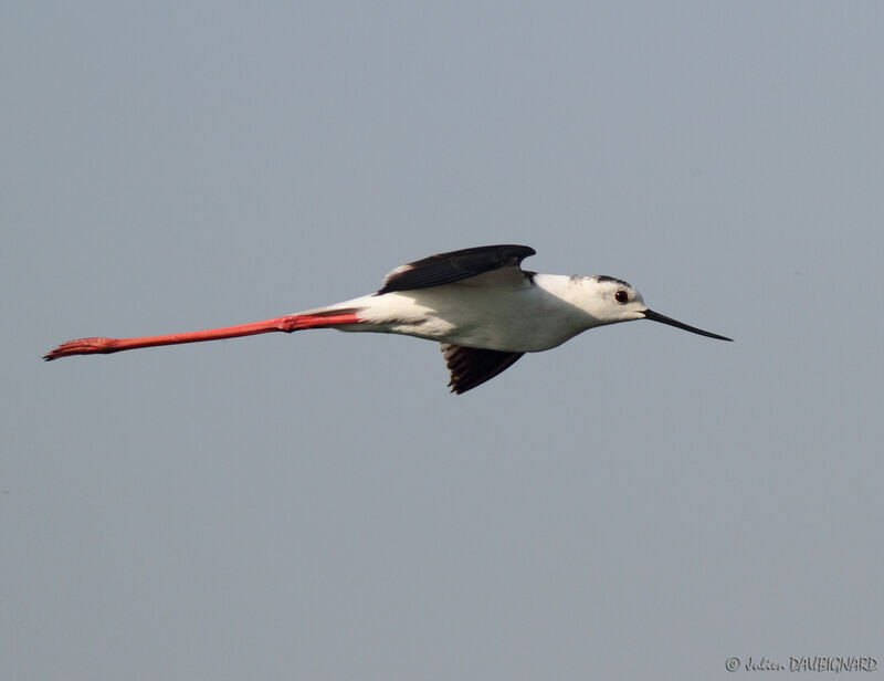Black-winged Stilt, Flight