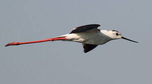 Échasse blanche