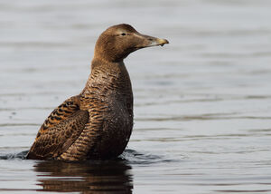 Common Eider