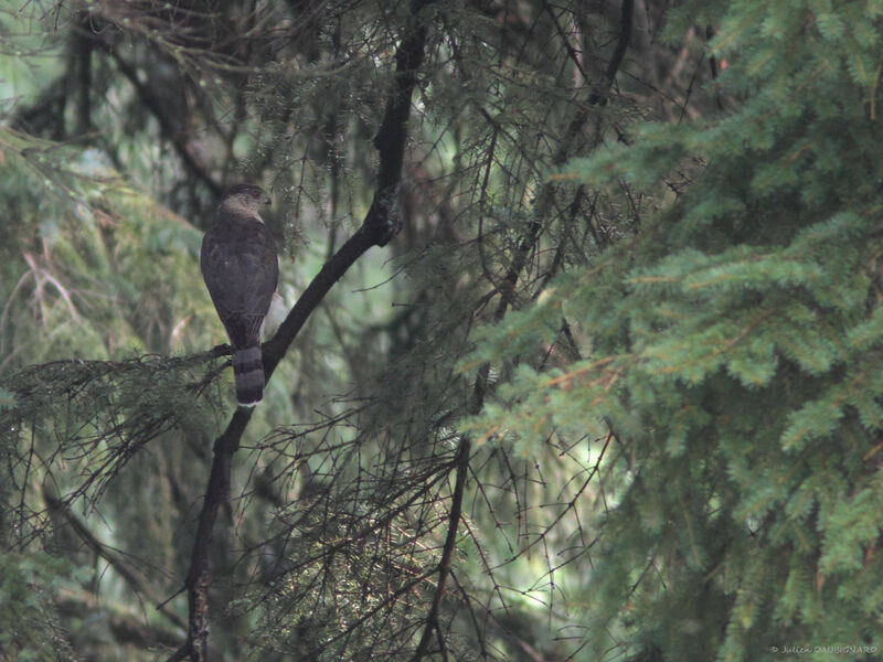 Cooper's Hawk, identification