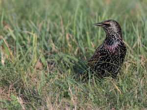 Common Starling