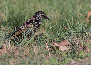 Common Starling