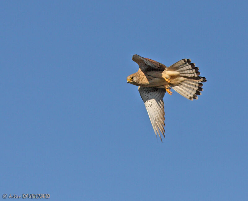 Lesser Kestrel female, Flight