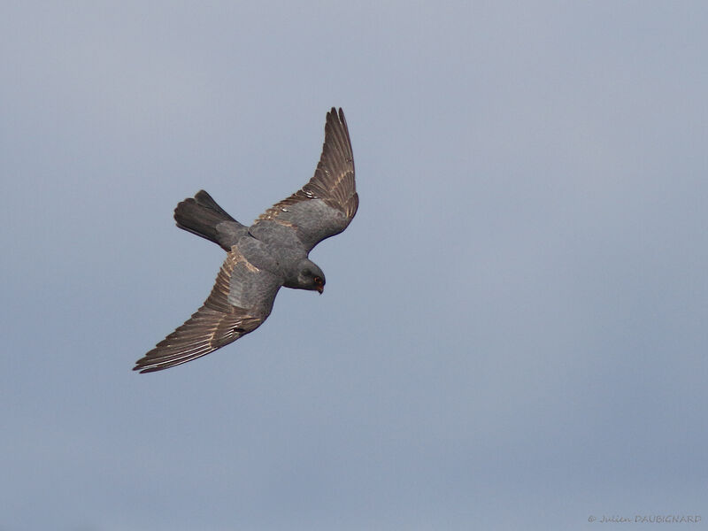 Red-footed Falcon, Flight