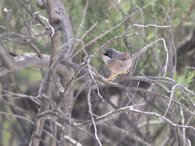 Spectacled Warbler male adult, identification