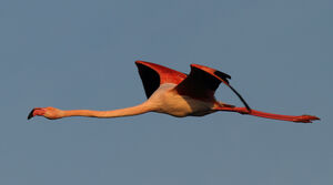 Flamant rose
