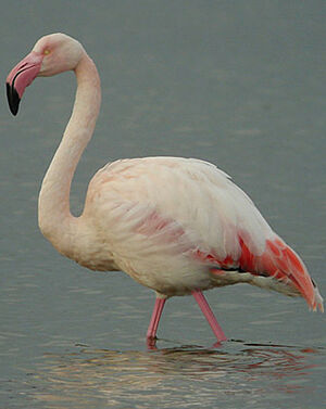 Greater Flamingo 
&copy; Julien Daubignard