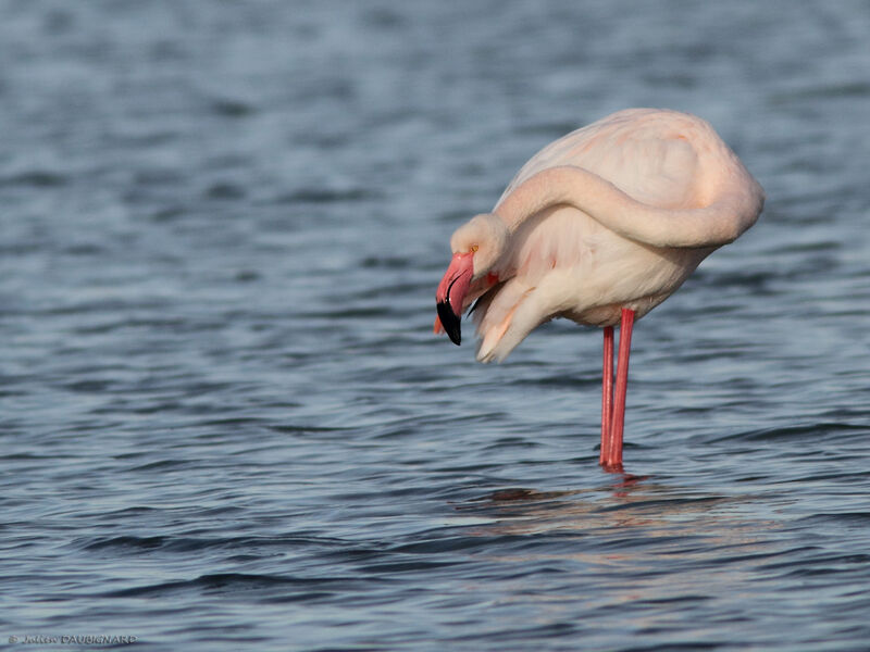 Greater Flamingo, identification