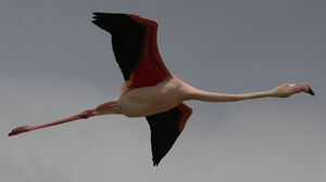 Greater Flamingo 
&copy; Julien Daubignard
