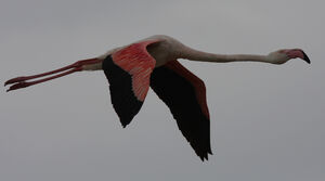 Greater Flamingo 
&copy; Julien Daubignard