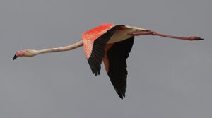 Greater Flamingo 
&copy; Julien Daubignard