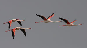 Greater Flamingo 
&copy; Julien Daubignard