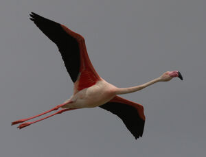 Greater Flamingo 
&copy; Julien Daubignard