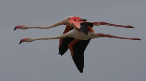 Flamant rose