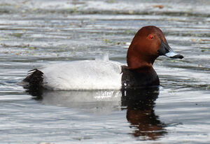 Common Pochard