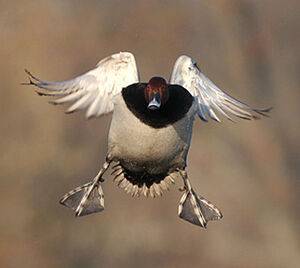 Common Pochard