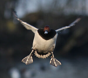 Common Pochard