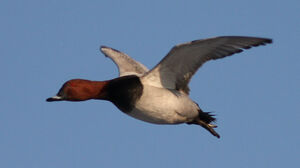 Common Pochard