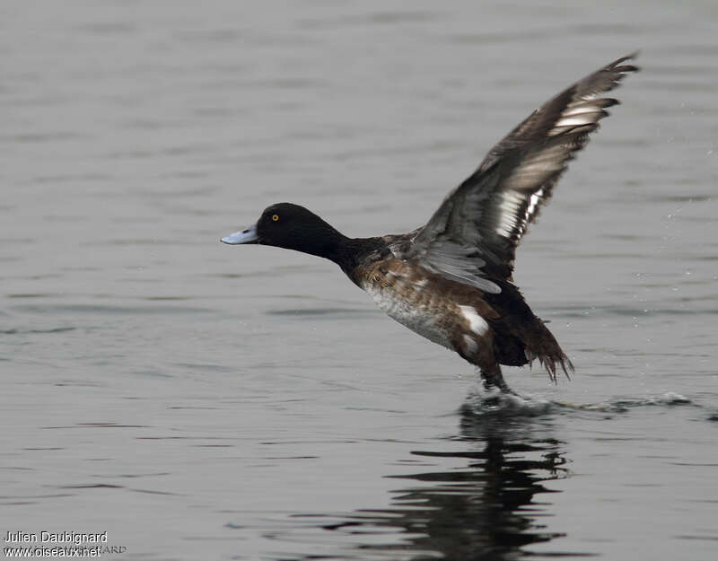Greater Scaup male Second year, Flight