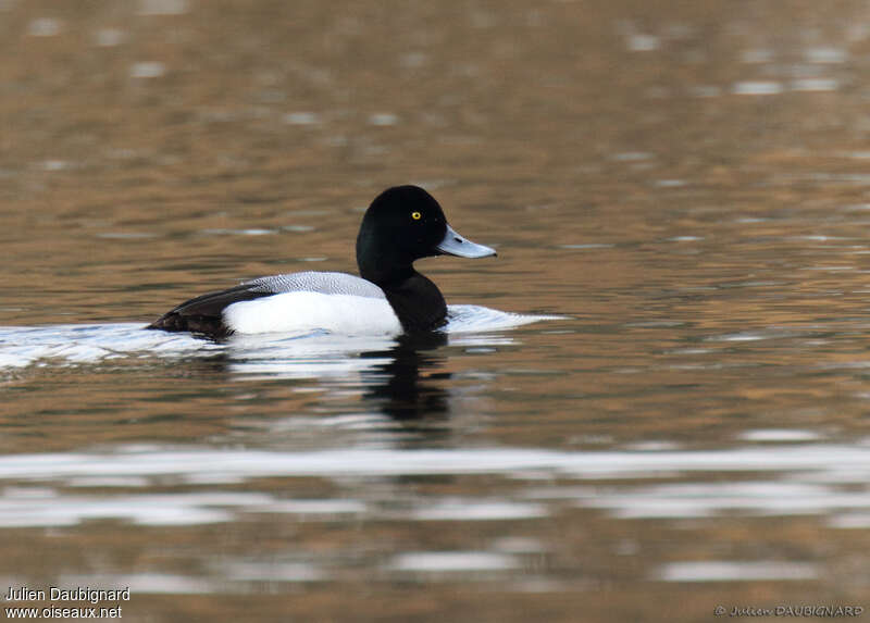 Greater Scaup male adult breeding, identification