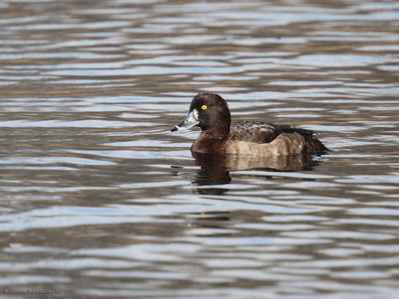 Tufted Duck female adult, identification