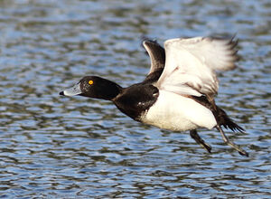 Tufted Duck