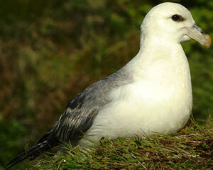 Northern Fulmar 
&copy; Julien Daubignard