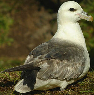 Northern Fulmar 
&copy; Julien Daubignard
