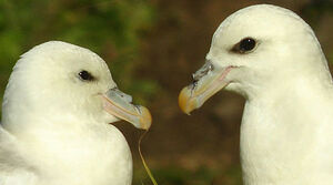 Northern Fulmar 
&copy; Julien Daubignard