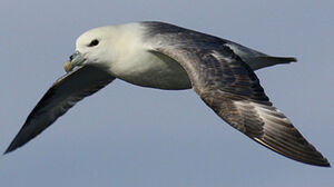 Northern Fulmar 
&copy; Julien Daubignard