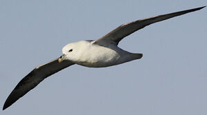 Northern Fulmar 
&copy; Julien Daubignard