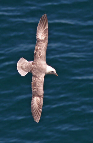 Fulmar bor�al 
&copy; Julien Daubignard