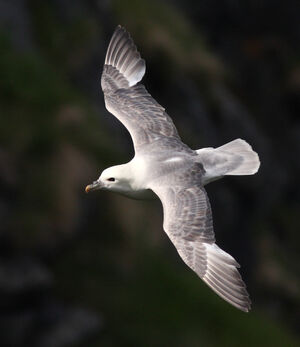 Fulmar bor�al 
&copy; Julien Daubignard
