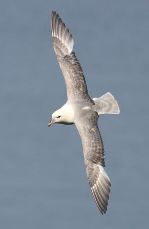 Fulmar bor�al 
&copy; Julien Daubignard