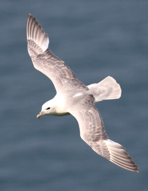 Fulmar bor�al 
&copy; Julien Daubignard