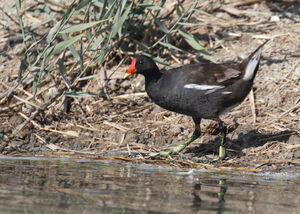 Common Moorhen