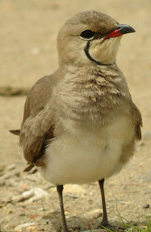 Collared Pratincole 
&copy; Julien Daubignard