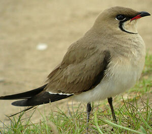 Collared Pratincole 
&copy; Julien Daubignard
