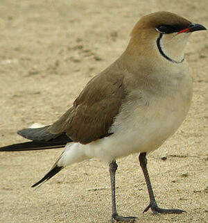 Collared Pratincole 
&copy; Julien Daubignard