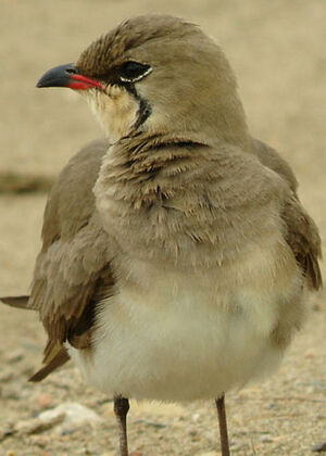 Collared Pratincole 
&copy; Julien Daubignard