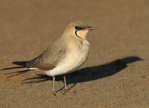 Collared Pratincole 
&copy; Julien Daubignard