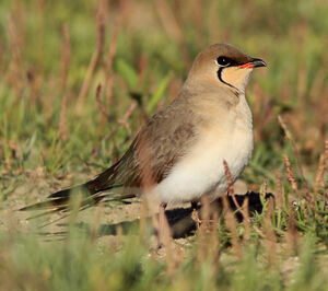 Collared Pratincole 
&copy; Julien Daubignard