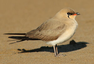 Collared Pratincole 
&copy; Julien Daubignard