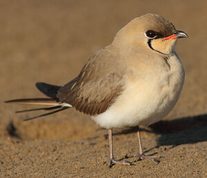 Collared Pratincole 
&copy; Julien Daubignard