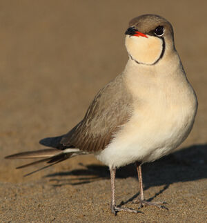 Collared Pratincole 
&copy; Julien Daubignard