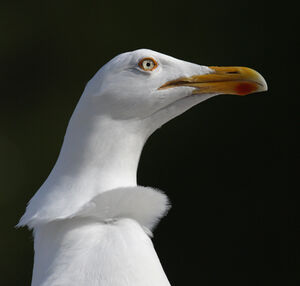 European Herring Gull