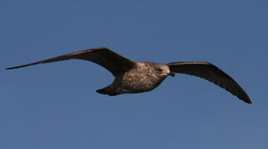 European Herring Gull