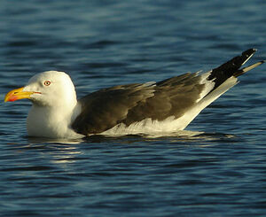 Lesser Black-backed Gull